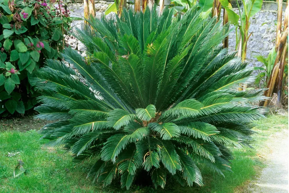 Un cycas revoluta taille adulte, majestueux, déploie ses frondes vertes luxuriantes dans un jardin ensoleillé.