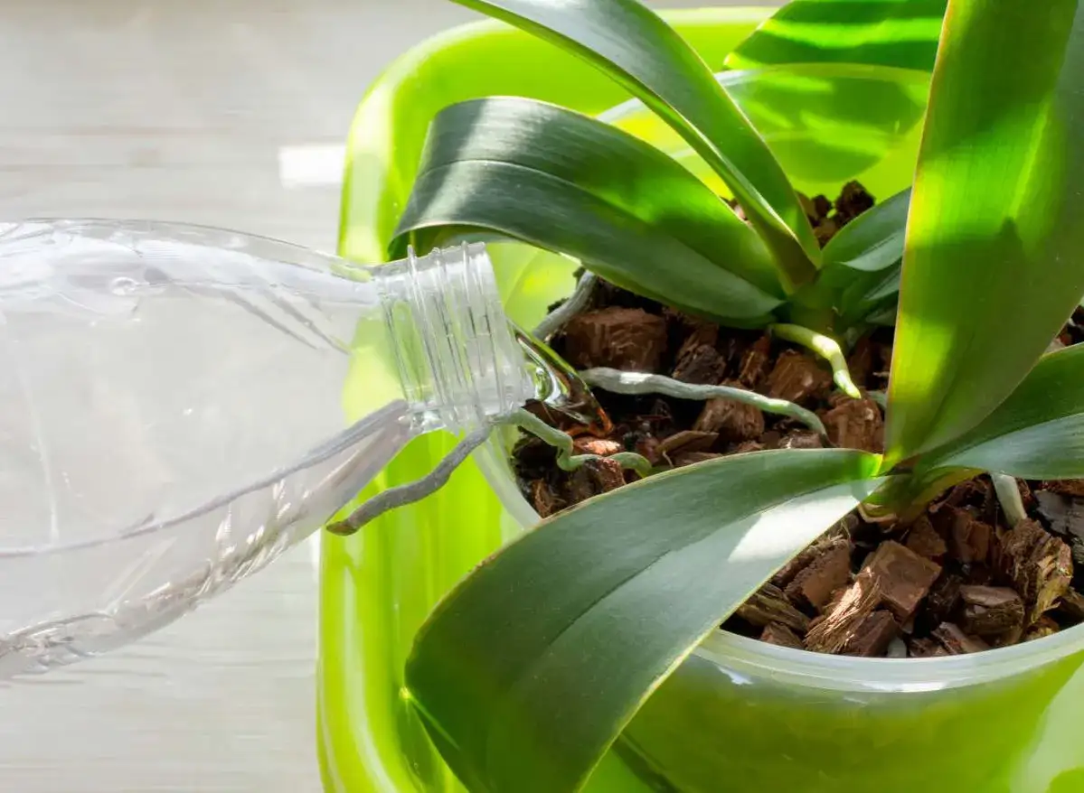 Arrosage d'une orchidée avec de l'eau osmosée. La plante est dans un pot transparent rempli d'écorces.