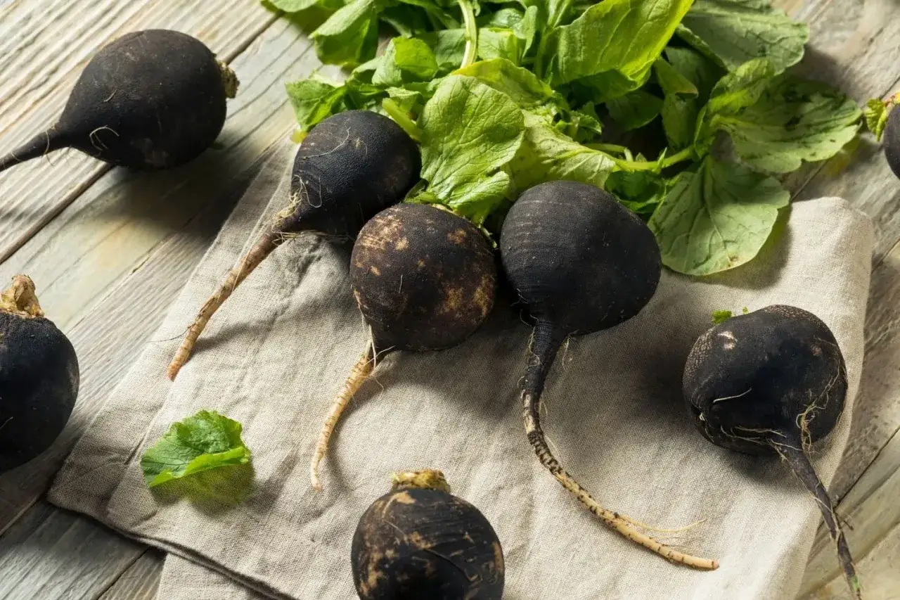 Plusieurs radis noirs aux racines fines et aux feuilles vertes reposent sur une toile de lin, prêts à être cuisinés.