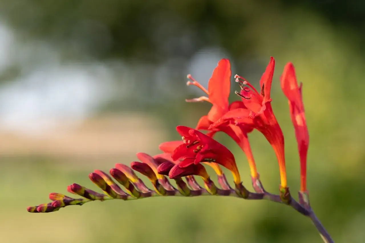 Une tige de fleur orange s'incurve, r&eacute;v&eacute;lant ses p&eacute;tales &eacute;clatants et ses bourgeons encore ferm&eacute;s.