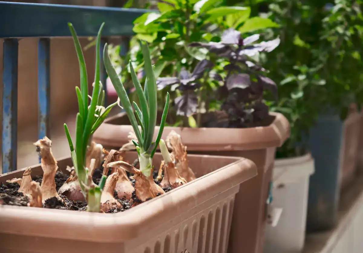Jeunes pousses d'oignons dans un pot, d&eacute;but d'une plantation oignon sur un balcon.