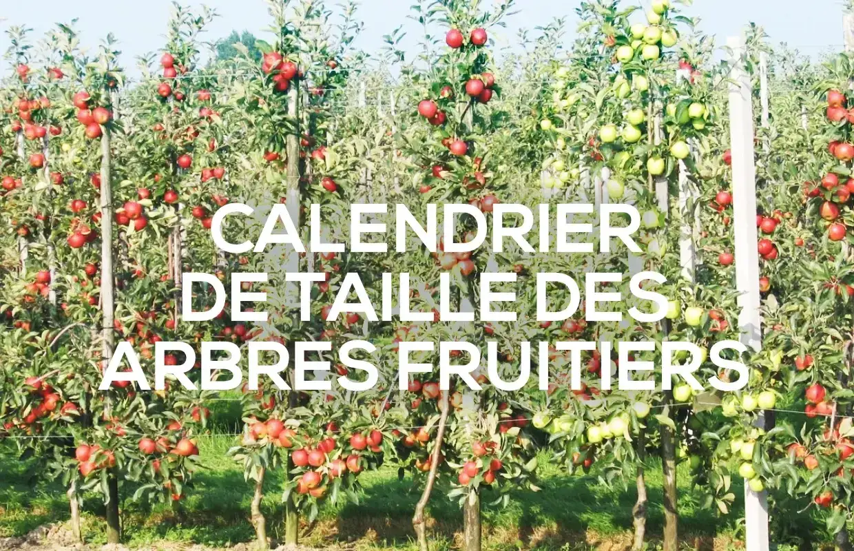 Rang&eacute;e de pommiers charg&eacute;s de fruits rouges et verts, pr&ecirc;ts pour l'entretien. Calendrier de taille des arbres fruitiers.
