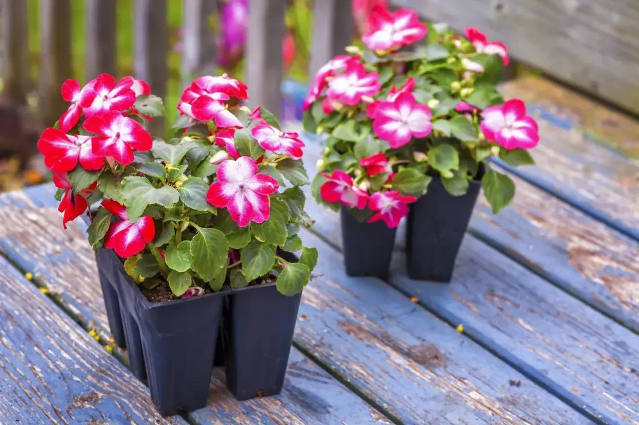 Deux plants d'impatience fleurissent sur une table en bois bleu. Ces fleurs vives, rouges et blanches, attendent d'&ecirc;tre plant&eacute;es, que ce soit &agrave; l'int&eacute;rieur ou &agrave; l'ext&eacute;rieur.