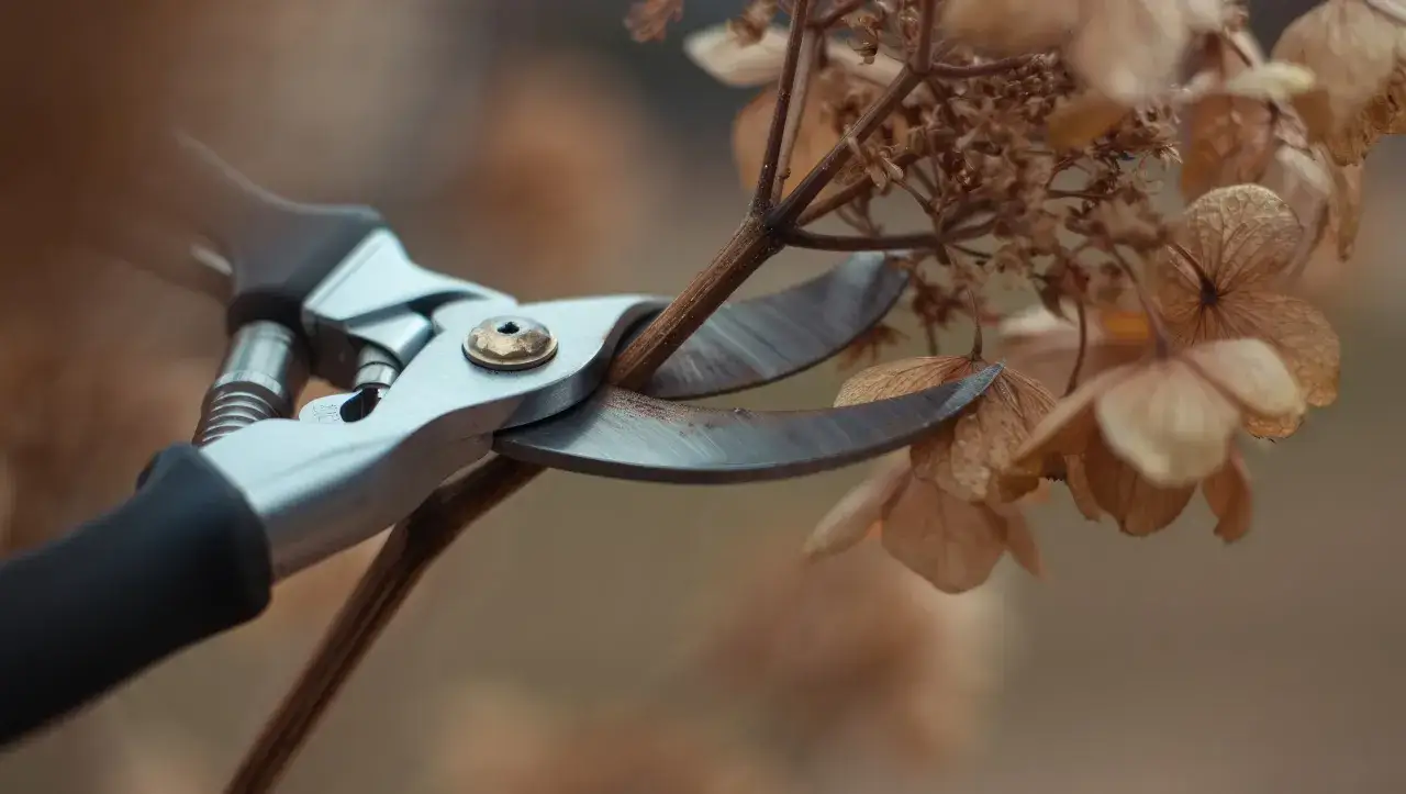 S&eacute;cateur coupant une branche s&egrave;che, &eacute;tape essentielle pour le taille bonsai et l'entretien des plantes.