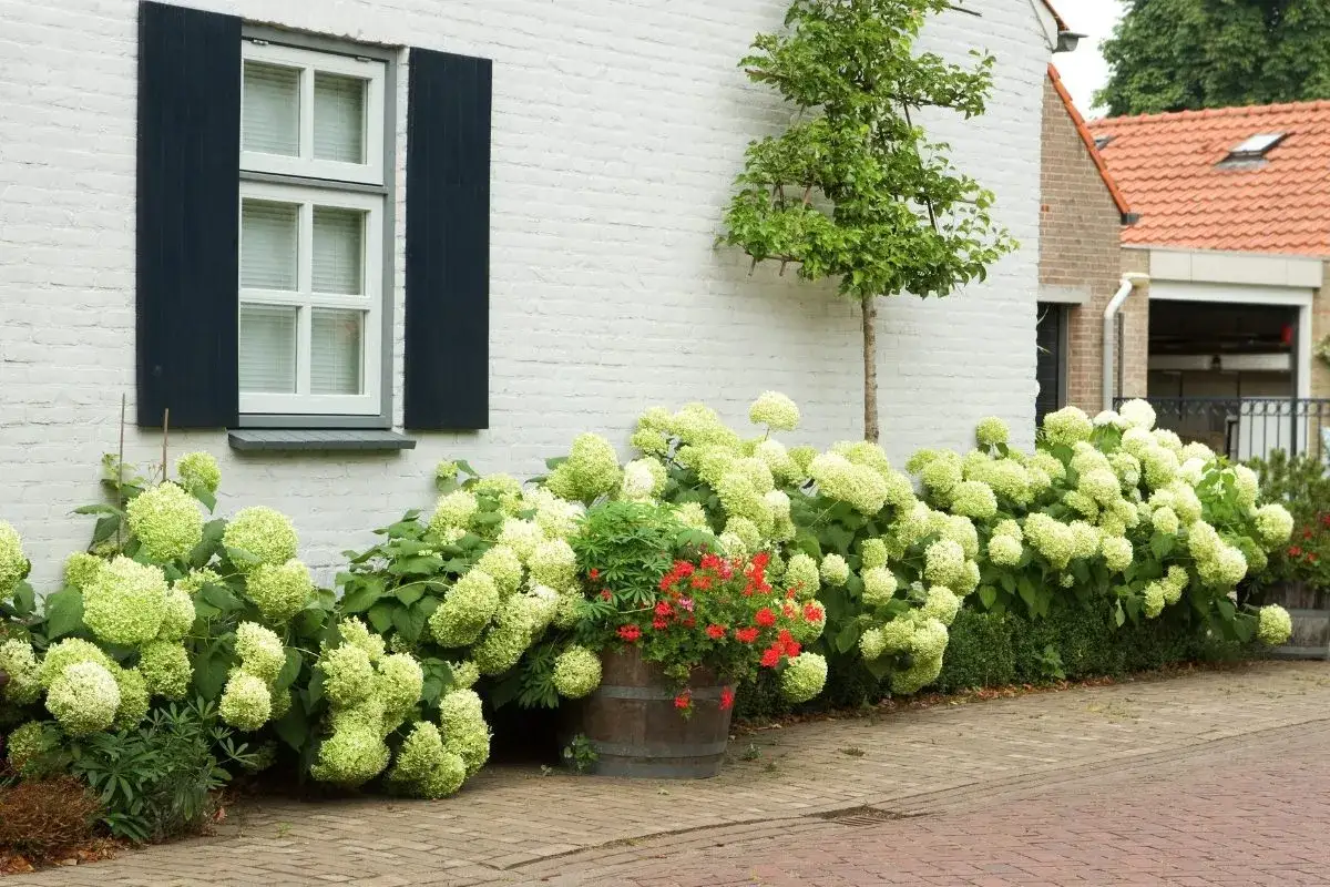 Des hortensias en pleine floraison bordent un mur blanc. La question
