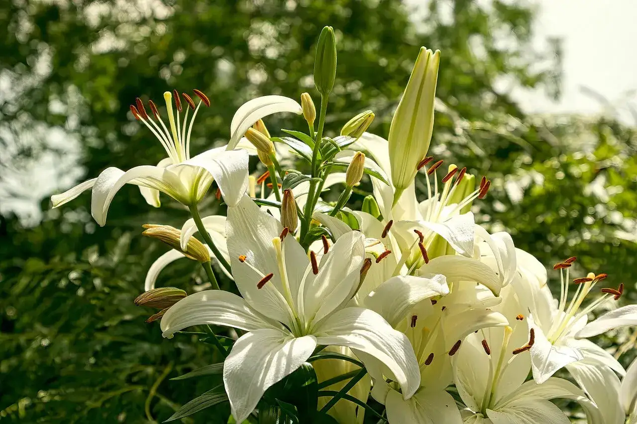 Un bouquet de lys blancs éclatants, certains épanouis, d'autres en bouton. Une question se pose : que faire d'un lys après floraison ?