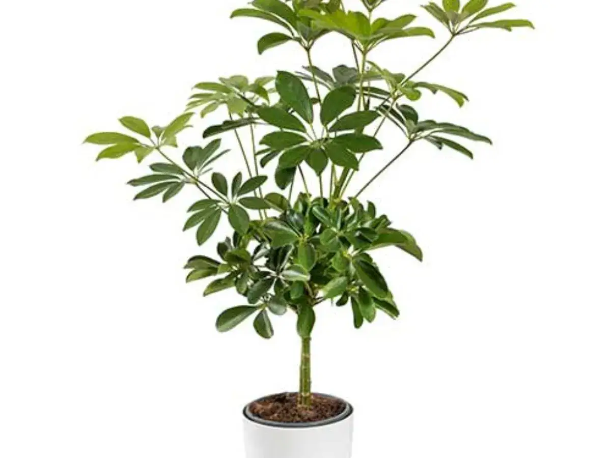 Un arbuste d'int&eacute;rieur aux feuilles vertes vives, un schefflera arboricola, dans un pot blanc.