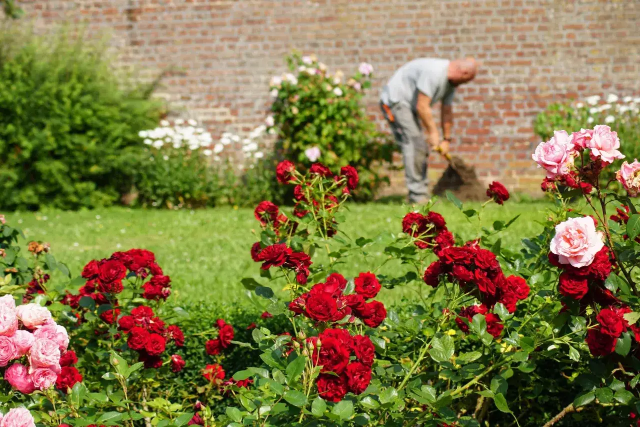 Un jardinier s'affaire &agrave; planter un rosier, entour&eacute; de fleurs rouges et roses &eacute;clatantes.