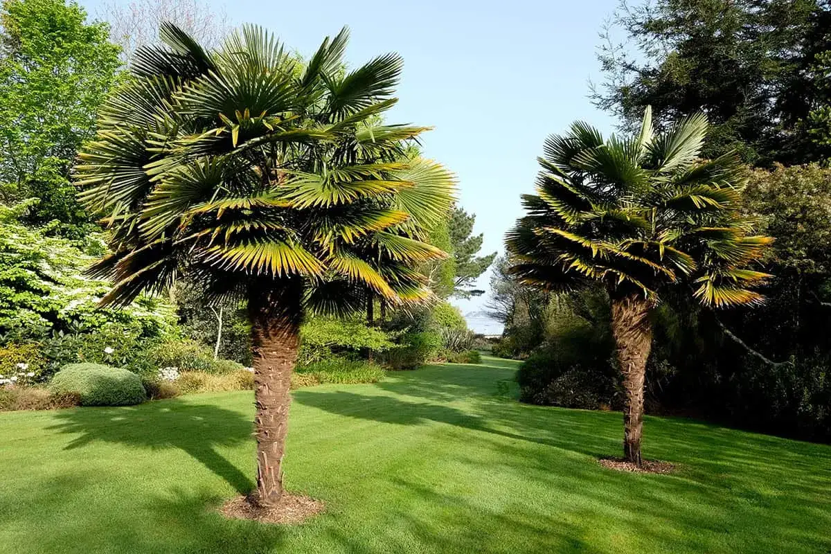 Deux palmiers Trachycarpus fortunei se dressent fi&egrave;rement dans un jardin verdoyant, leurs feuilles &eacute;ventail s'&eacute;levant vers un ciel bleu clair.