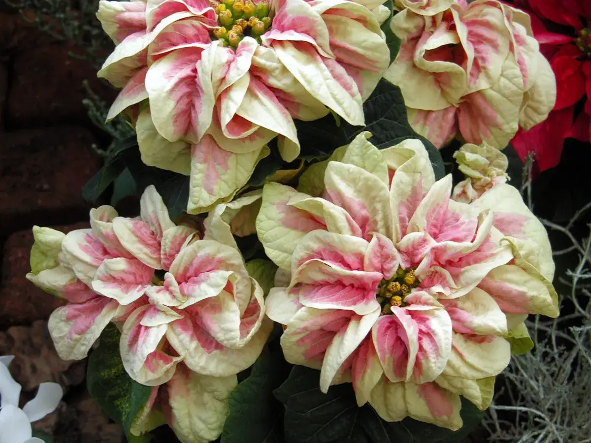 Un magnifique poinsettia couleur crème et rose, ses bractées délicatement veinées évoquent la douceur de l'hiver.