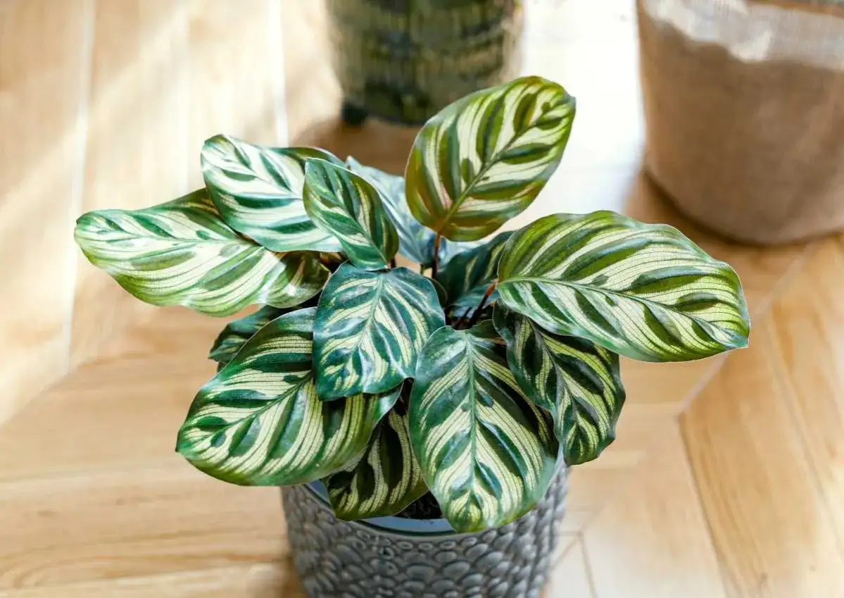 Calathea makoyana aux feuilles zébrées de vert et de blanc, parfait pour un intérieur. Son entretien est simple.