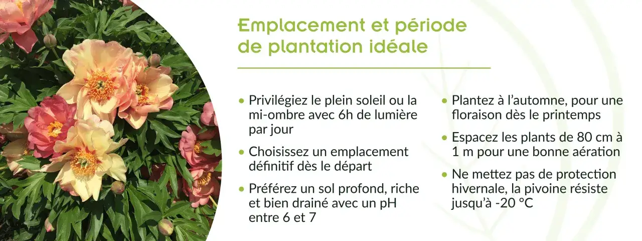 Gros plan sur de magnifiques pivoines roses et jaunes. Conseils pour le planter pivoine : soleil, sol drainé, espacement.