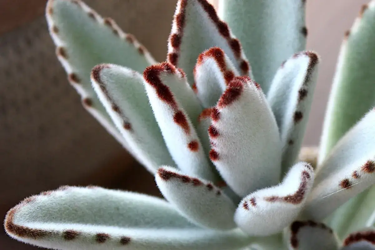 Feuilles du kalanchoe tomentosa, douces et duveteuses, bordées de brun, ressemblant à des pattes de chat.