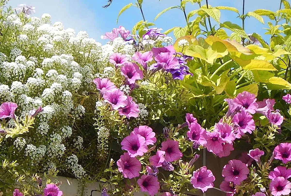Un bouquet de plante &eacute;t&eacute; avec des p&eacute;tunias roses et violets, des petites fleurs blanches et des feuilles vertes vives sous un ciel bleu.