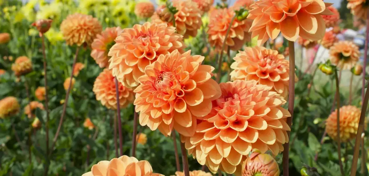 Magnifique exposition de dahlias orange vif, leurs p&eacute;tales d&eacute;licats formant des pompons parfaits sous le soleil.