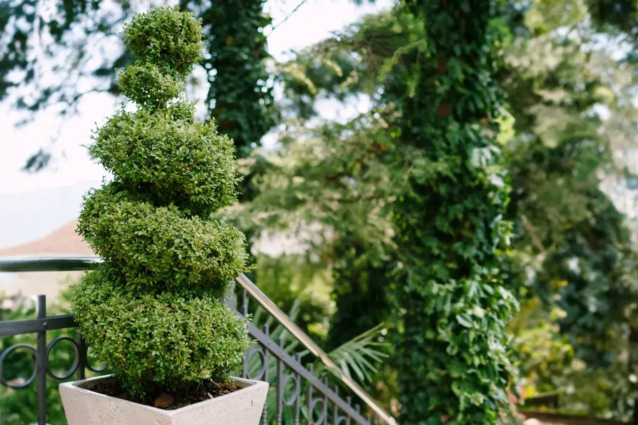 Un buis taillé en spirale, prêt pour son entretien, trône dans un pot sur une terrasse. Le jardin luxuriant offre un cadre verdoyant.