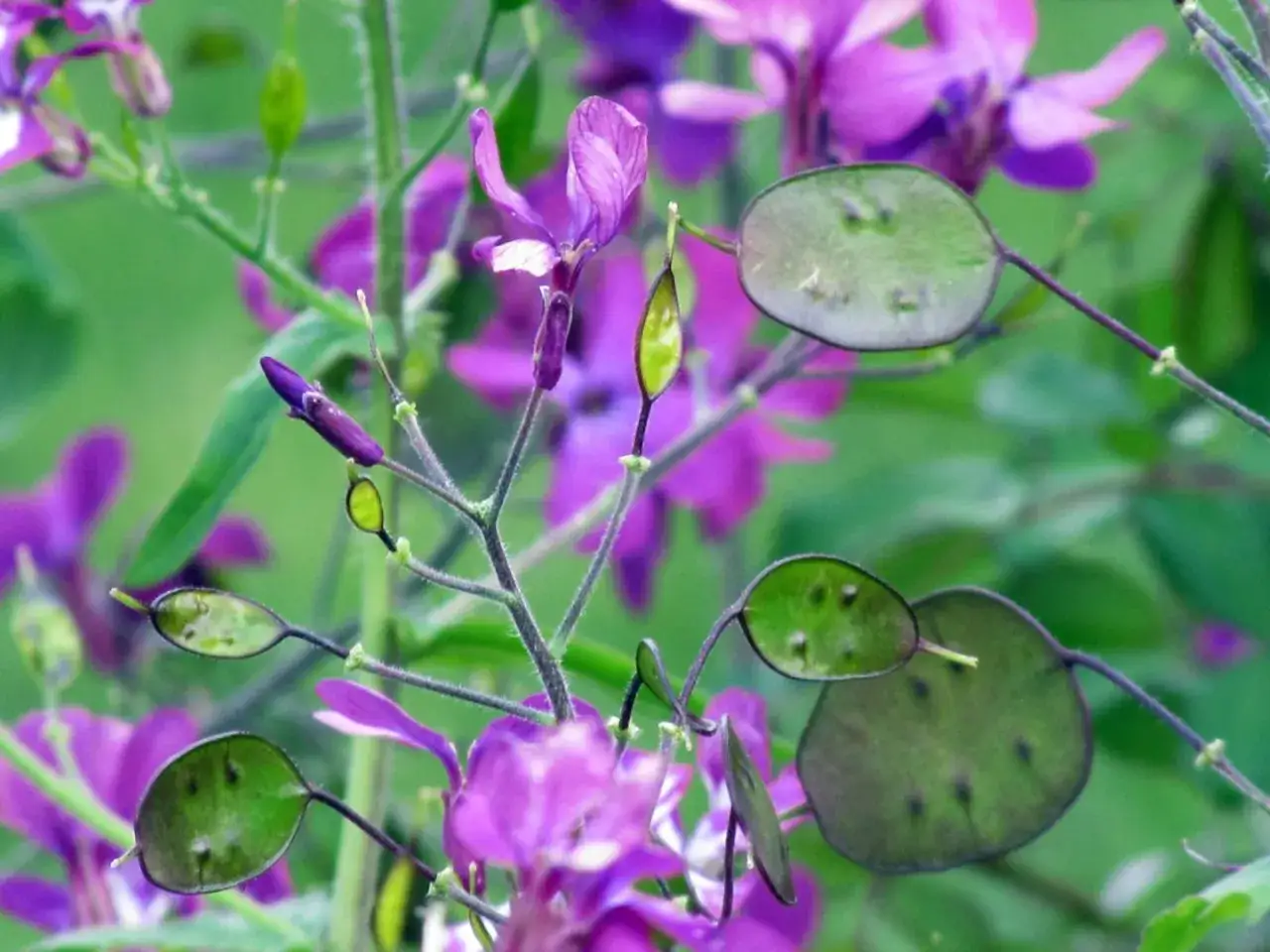 Fleurs violettes et fruits plats et verts, ressemblant &agrave; la monnaie du pape, sur des tiges fines.
