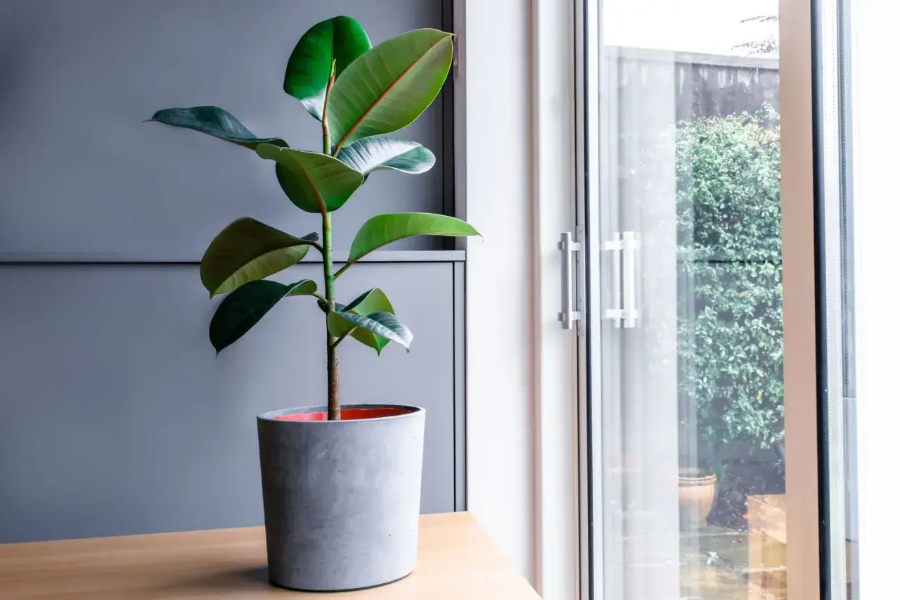 Un beau caoutchouc plante aux grandes feuilles vertes, dans un pot en b&eacute;ton, pr&egrave;s d'une fen&ecirc;tre donnant sur un jardin luxuriant.