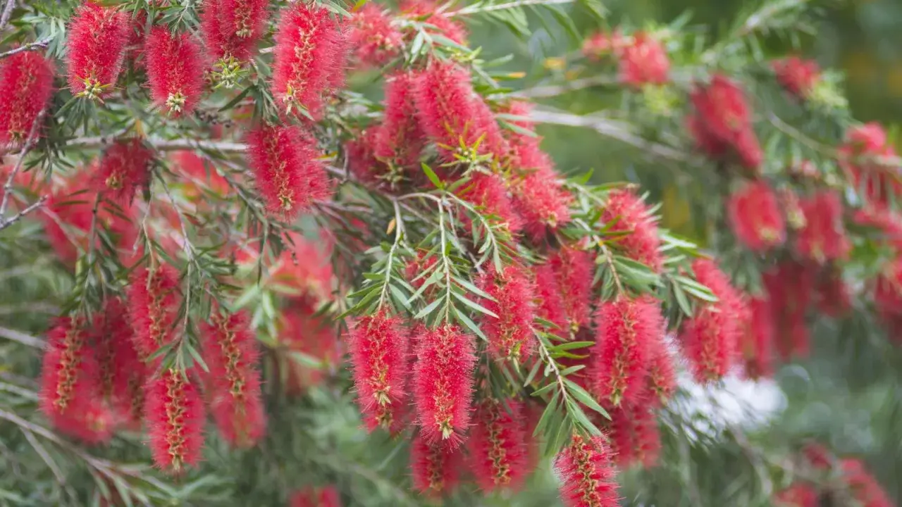 Grappes de fleurs rouges vives, ressemblant à un taille rince bouteille, sur un arbuste aux feuilles fines et vertes.