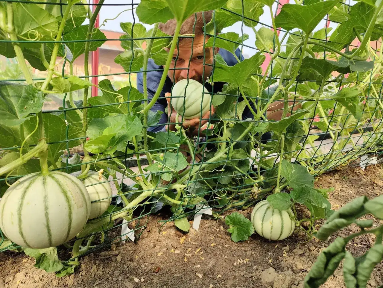 Un homme examine un jeune plant de melon, entour&eacute; de ses fruits encore petits et ray&eacute;s, dans une serre.