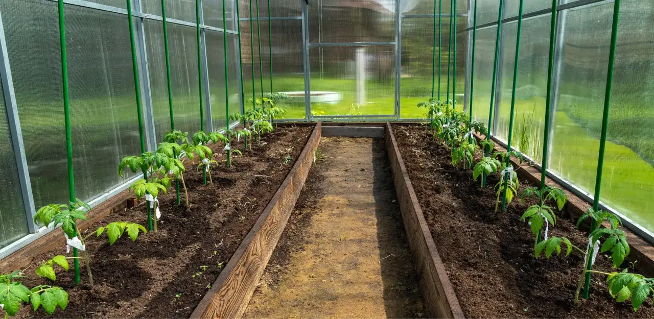 Jeunes plants de tomates align&eacute;s dans une serre, pr&ecirc;ts &agrave; grandir.