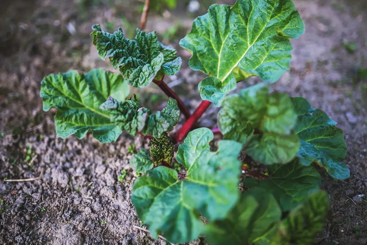 Jeune plant de rhubarbe aux feuilles vertes et charnues, tiges rouges, pr&ecirc;t &agrave; pousser.