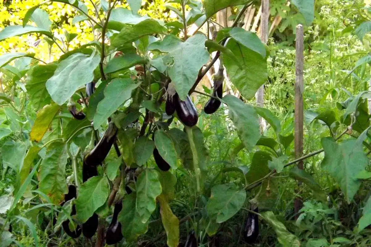 Un plant d'aubergine chargé de fruits violets, aux feuilles vertes luxuriantes, pousse dans un jardin ensoleillé.