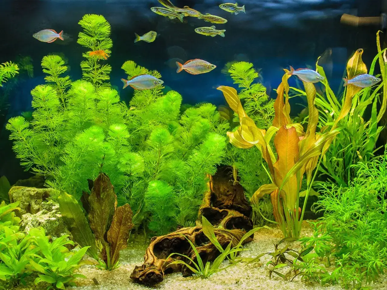 Un aquarium luxuriant avec des poissons color&eacute;s nageant parmi une v&eacute;g&eacute;tation aquatique dense. Une plante aquarium foisonnante cr&eacute;e un d&eacute;cor naturel.