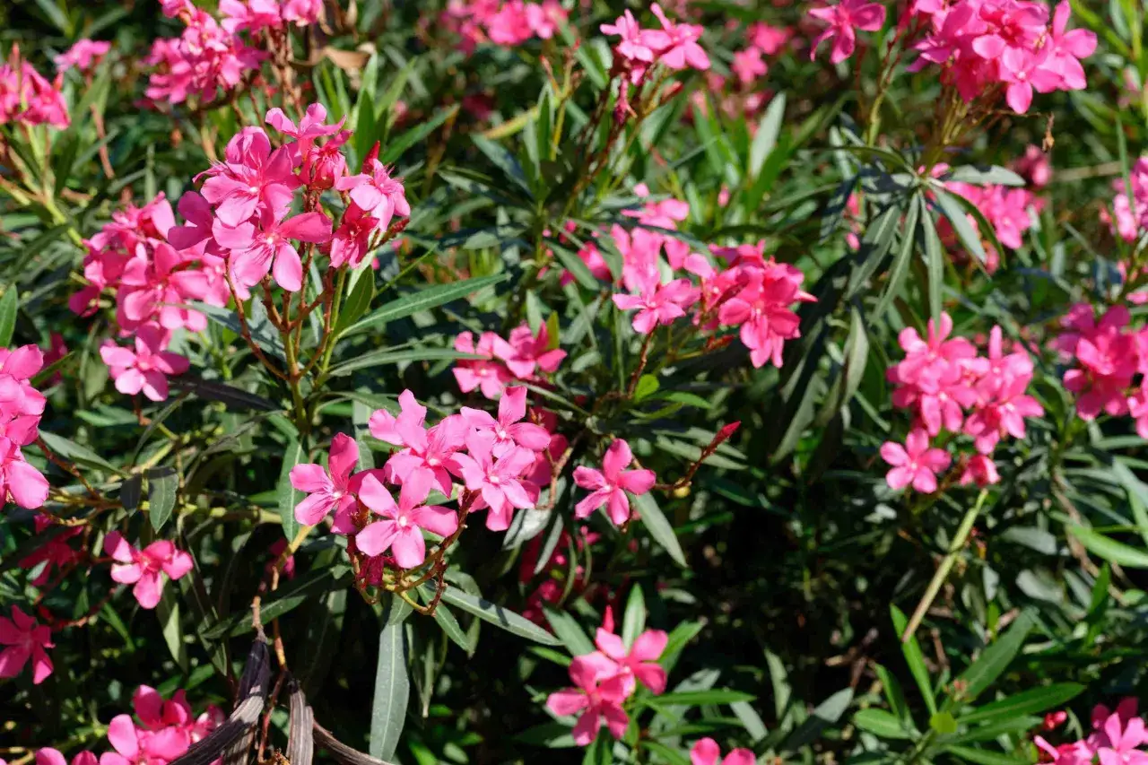 Un buisson de laurier rose en pleine floraison, ses fleurs roses vives contrastant avec le feuillage vert foncé.