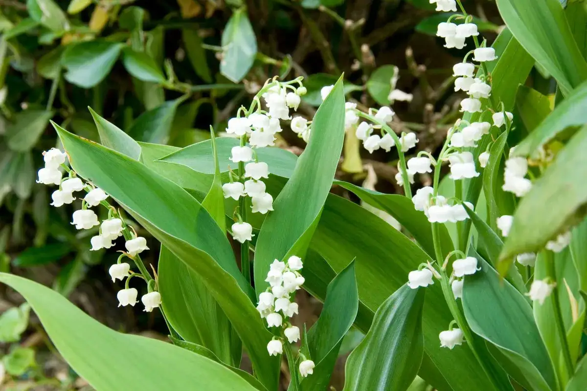 Des clochettes blanches d&eacute;licates, pr&ecirc;tes &agrave; replanter du muguet, &eacute;mergent de feuilles vertes luxuriantes.