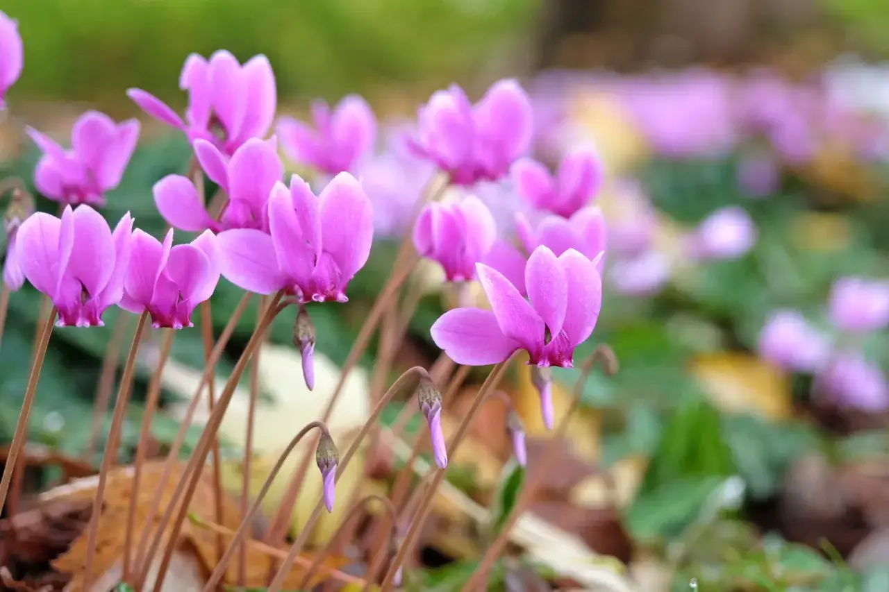 Fleurs roses de cyclamen vivace &eacute;closes sur un parterre automnal, leurs p&eacute;tales d&eacute;licats se d&eacute;tachant sur le feuillage.