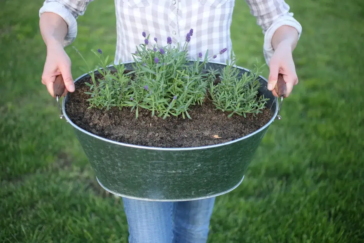 Une personne tient un grand bac rempli de terre et de jeunes plants de lavande pr&ecirc;ts &agrave; &ecirc;tre plant&eacute;s.