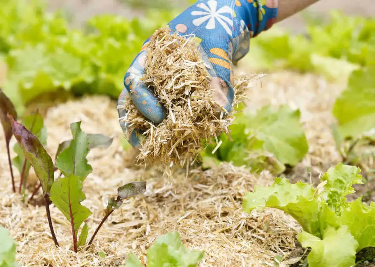 Une main gant&eacute;e d&eacute;pose du paillage potager autour de jeunes plants de salades et de betteraves pour les prot&eacute;ger.