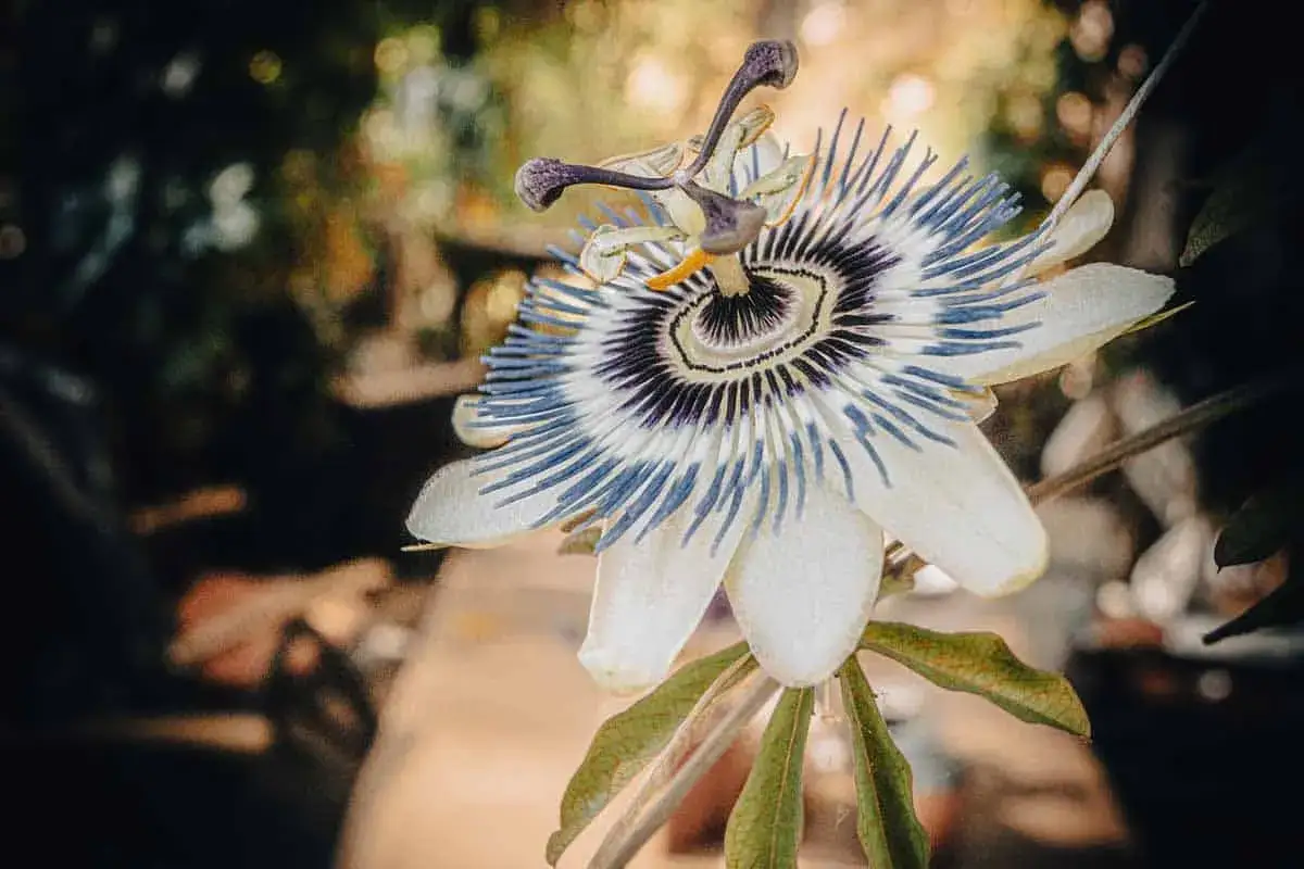 Fleur de passiflore aux p&eacute;tales blancs et filaments bleus et violets, pr&ecirc;te &agrave; &ecirc;tre boutur&eacute;e.