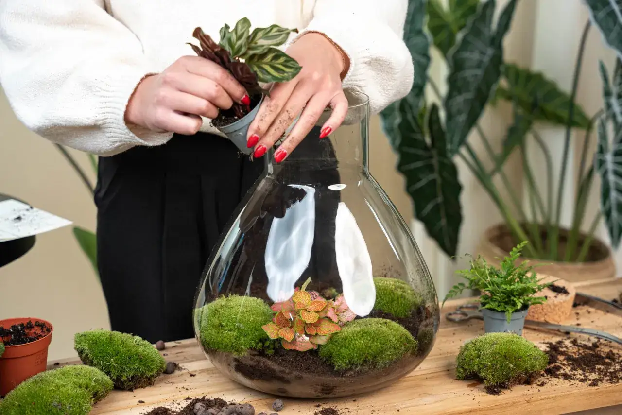 Cr&eacute;ation d'un terrarium plante diy. Une personne ajoute une plante dans un grand bocal en verre rempli de mousse et de petites plantes.