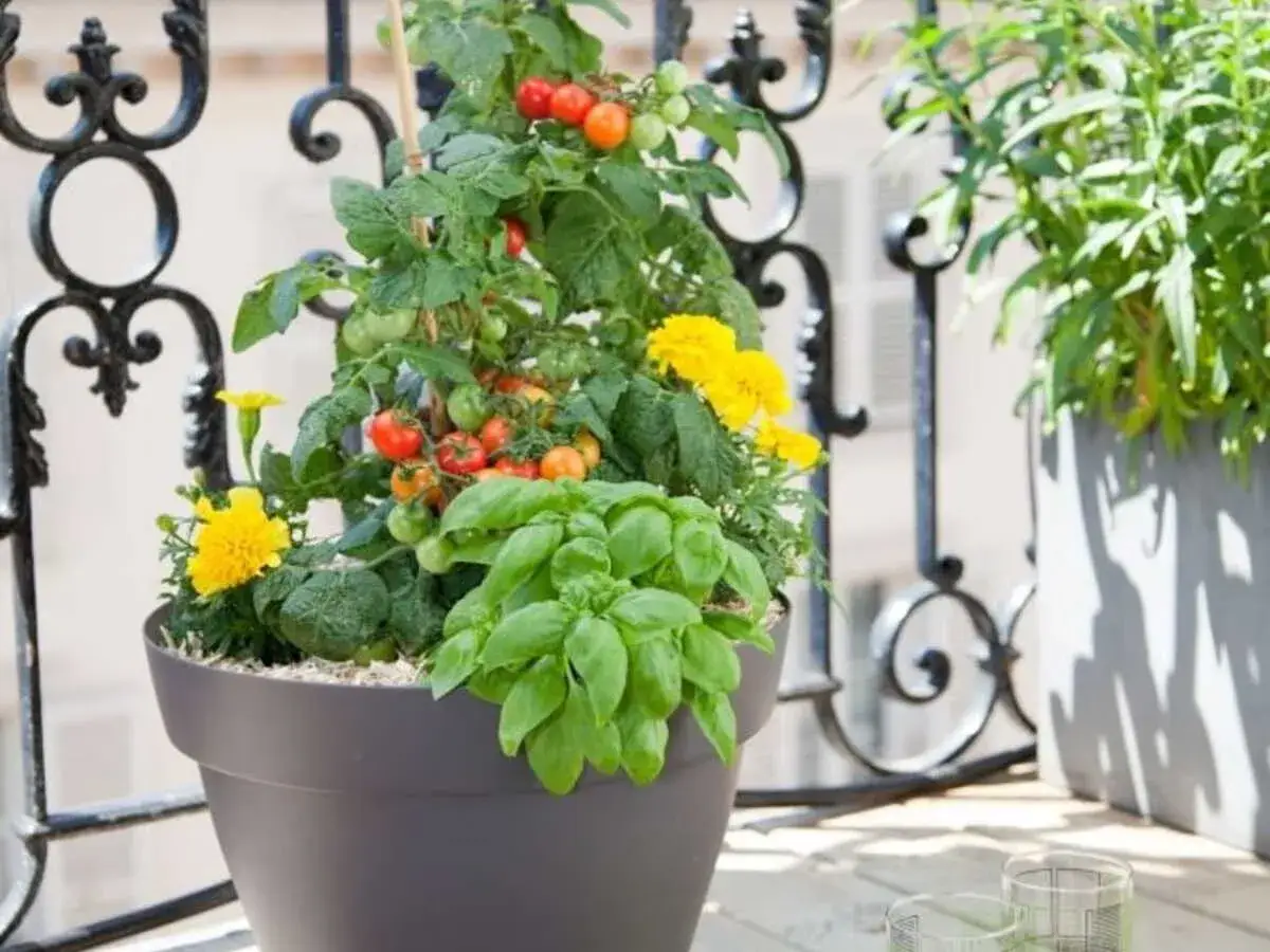Un pot de tomates cerises en pleine croissance, avec du basilic et des fleurs jaunes, sur un balcon.