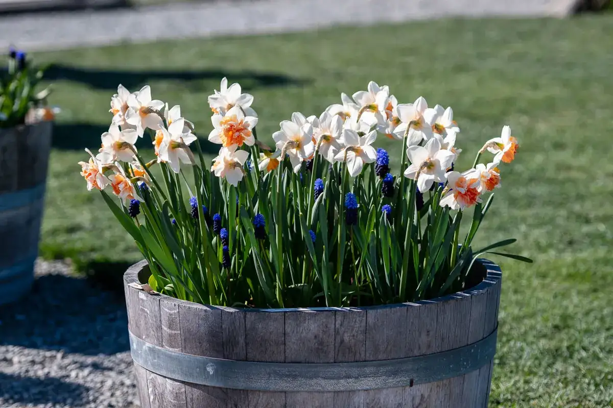 Fleur de naissance mars : jonquilles blanches et roses aux accents orangés, mêlées à des muscaris bleus, dans un pot en bois.
