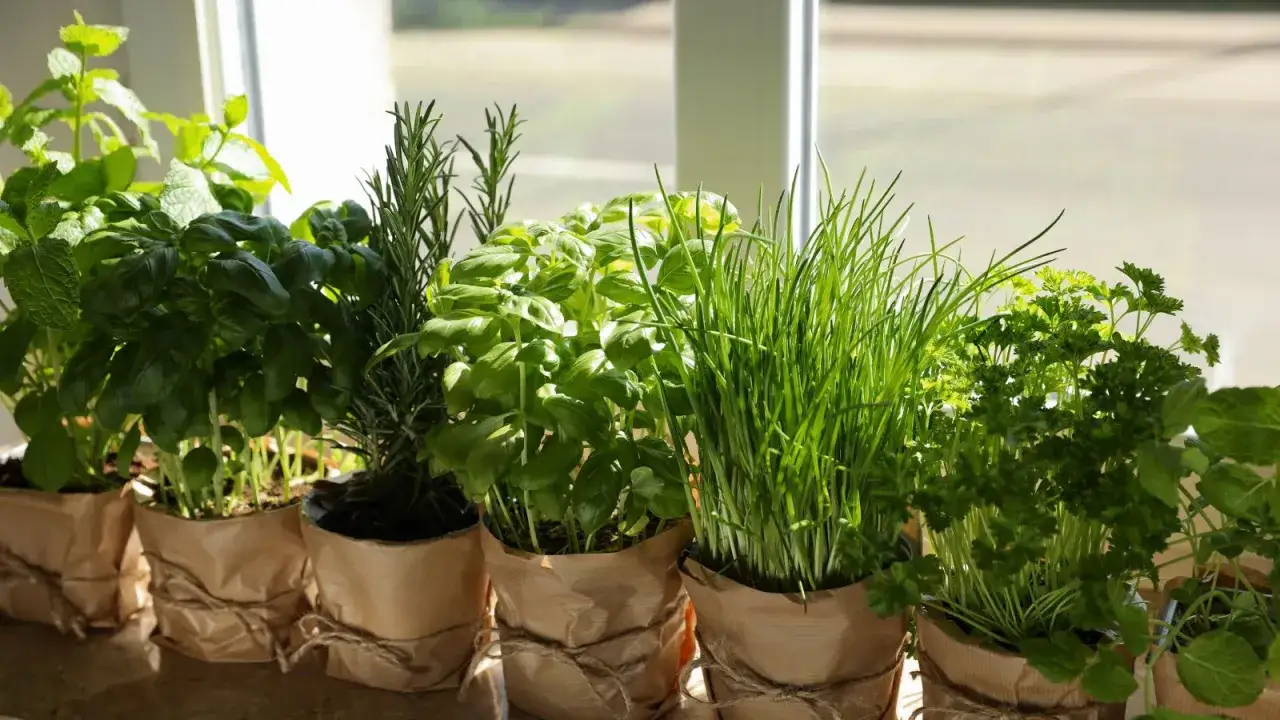Un assortiment de plantes pour cuisine : basilic, ciboulette, persil, menthe et romarin, prêts à parfumer vos plats.