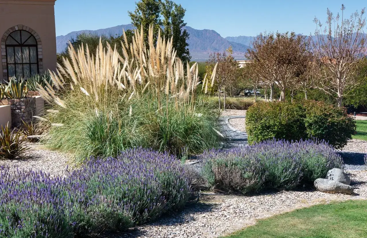 Jardin avec lavande et herbes de pampa, une plante ext&eacute;rieur sans entretien, sous un ciel bleu.