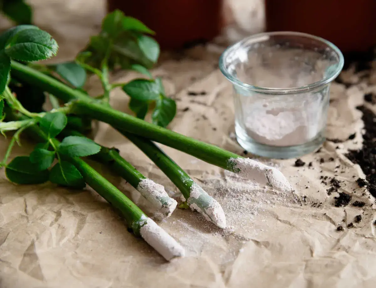 Boutures de rosiers pr&eacute;par&eacute;es avec de la poudre d'hormone de bouturage, pr&ecirc;tes &agrave; &ecirc;tre plant&eacute;es. Le bon moment pour faire des boutures de rosiers.