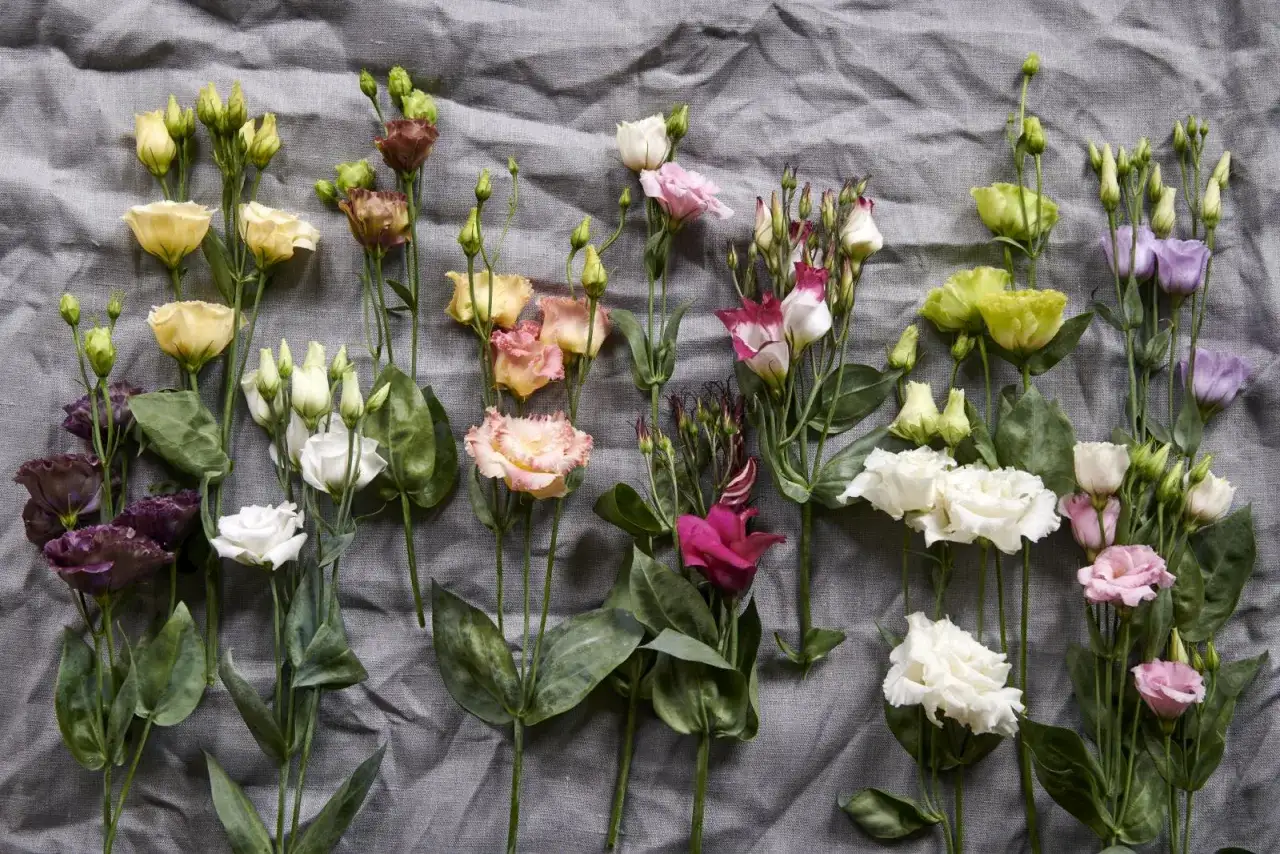 Un bouquet de fleurs lisianthus aux couleurs vari&eacute;es, dispos&eacute;es sur un tissu gris.