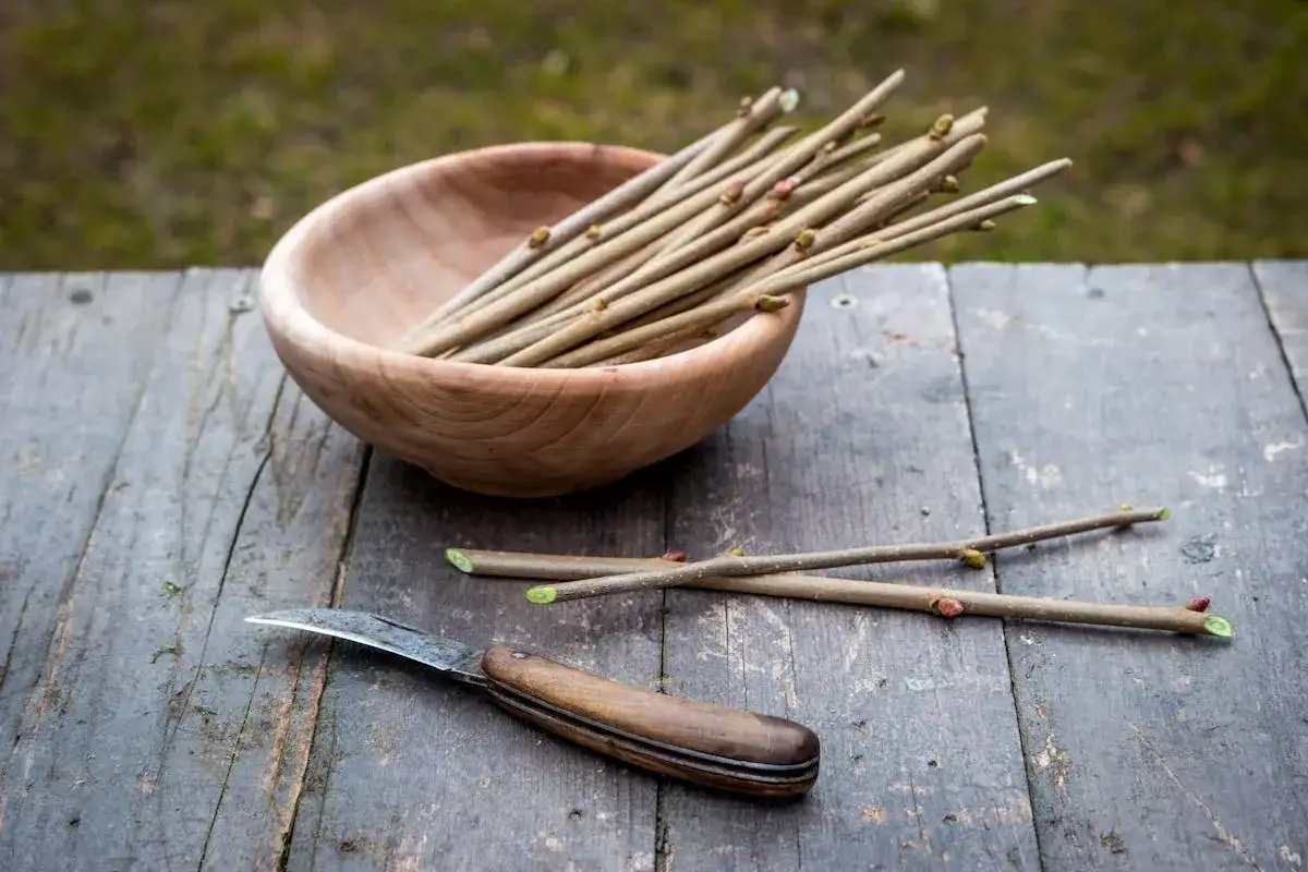 Boutures d'arbres pr&ecirc;tes &agrave; &ecirc;tre plant&eacute;es, dans un bol en bois, avec un couteau &agrave; c&ocirc;t&eacute;.