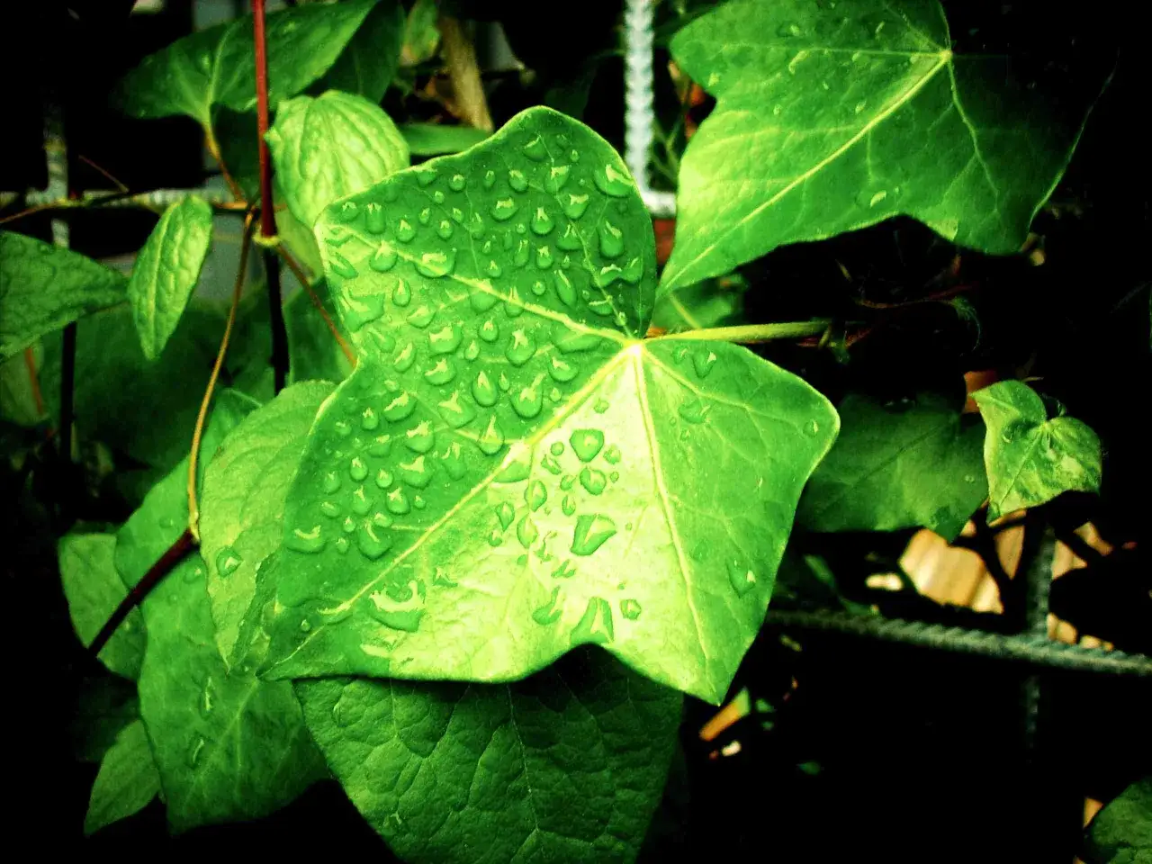 Feuilles vertes couvertes de gouttes de pluie. Une question se pose : peut-on mettre les plantes vertes sous la pluie ?