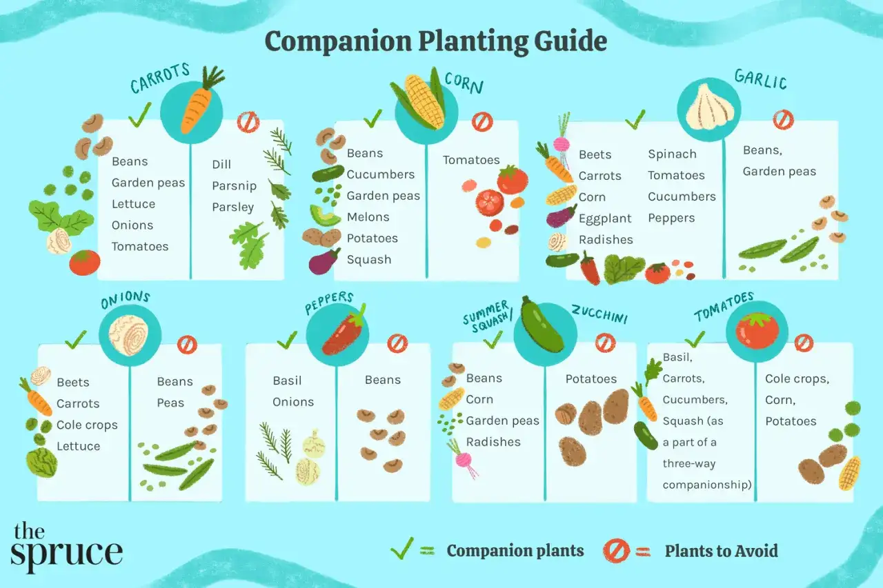 Guide pour savoir quelles plantes aromatiques planter ensemble. Il montre les associations b&eacute;n&eacute;fiques et &agrave; &eacute;viter pour les carottes, oignons, ma&iuml;s, ail, poivrons, courgettes et tomates.
