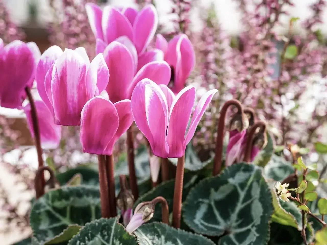 Fleurs roses vives, la fleur du mois de janvier, éclosent avec des pétales blancs contrastants.