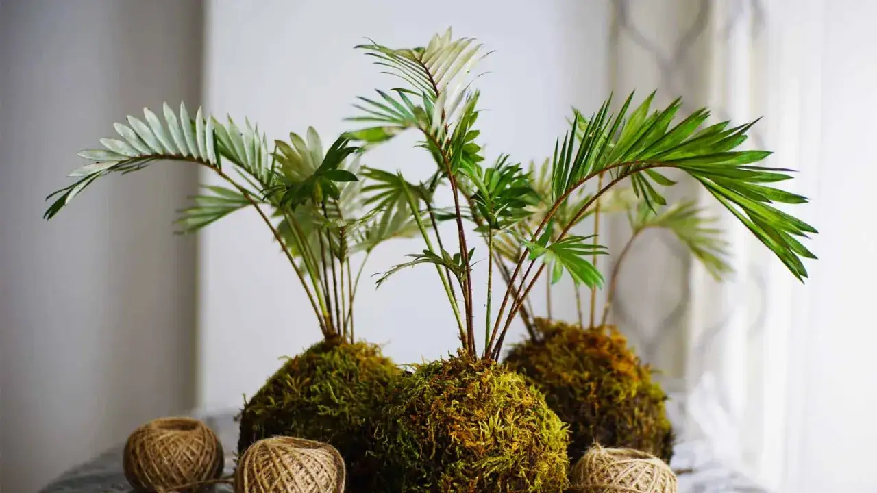 Trois kokedamas aux feuilles vertes et fines, prêts à être façonnés. Un tuto pour créer ces boules de mousse végétales.