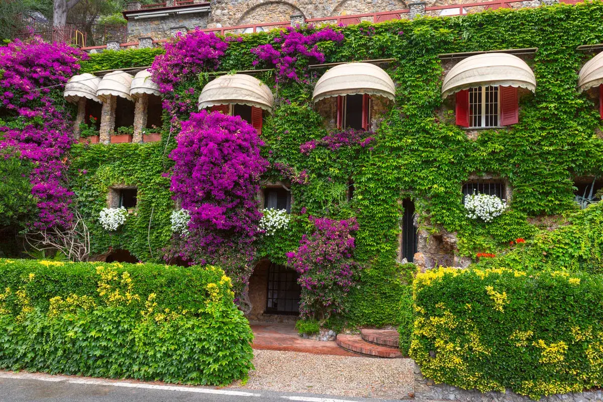 Maison recouverte de plantes grimpantes luxuriantes, de bougainvilliers violets &eacute;clatants et de buissons verts.