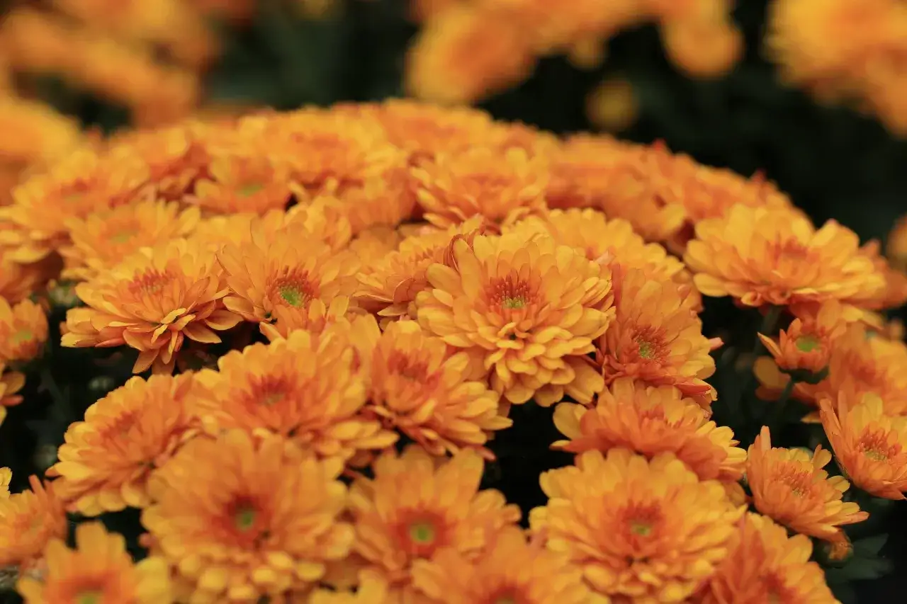 Un bouquet de chrysanthèmes orange vif, symbolisant la joie et la vitalité. Le chrysanthème signification est souvent liée à l'optimisme.