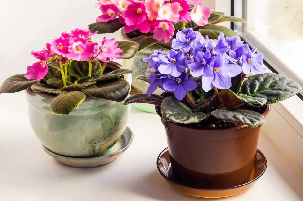 Trois pots de violettes africaines, une fleur interieur, aux couleurs rose et violet, sur un rebord de fenêtre.