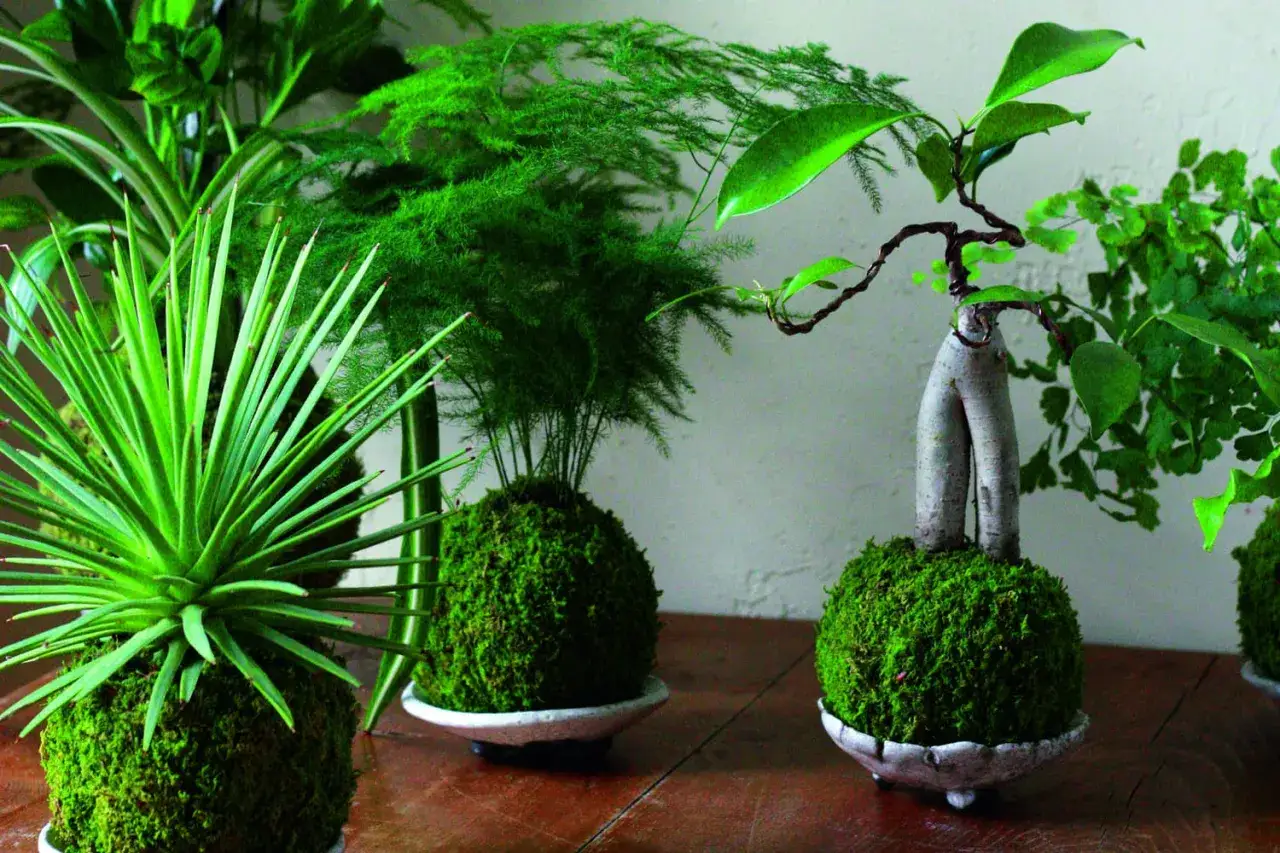 Plusieurs plantes kokedama aux formes variées, dont une avec des feuilles pointues et une autre avec un tronc torsadé, sur un fond clair.